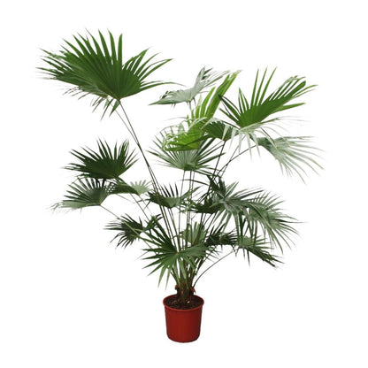 Livistona Chinensis 6 - LushLeaf | Online planten bestellen