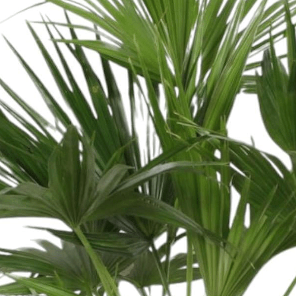 Livistona Chinensis 2 - LushLeaf | Online planten bestellen