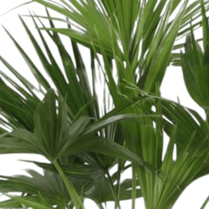 Livistona Chinensis 2 - LushLeaf | Online planten bestellen