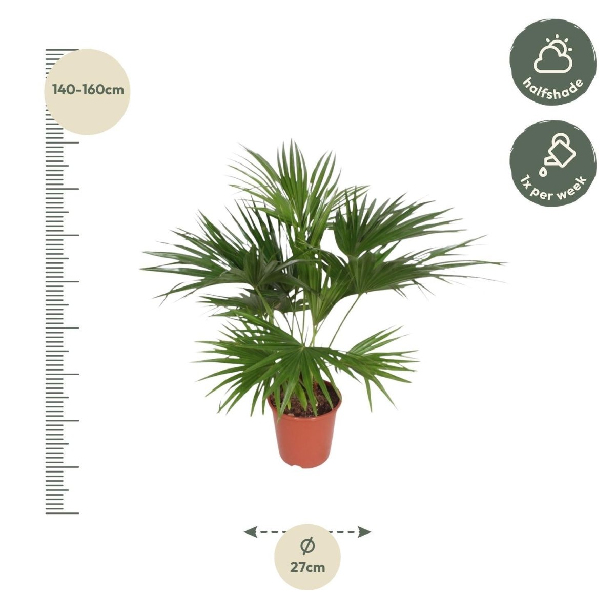 Livistona Chinensis 4 - LushLeaf | Online planten bestellen