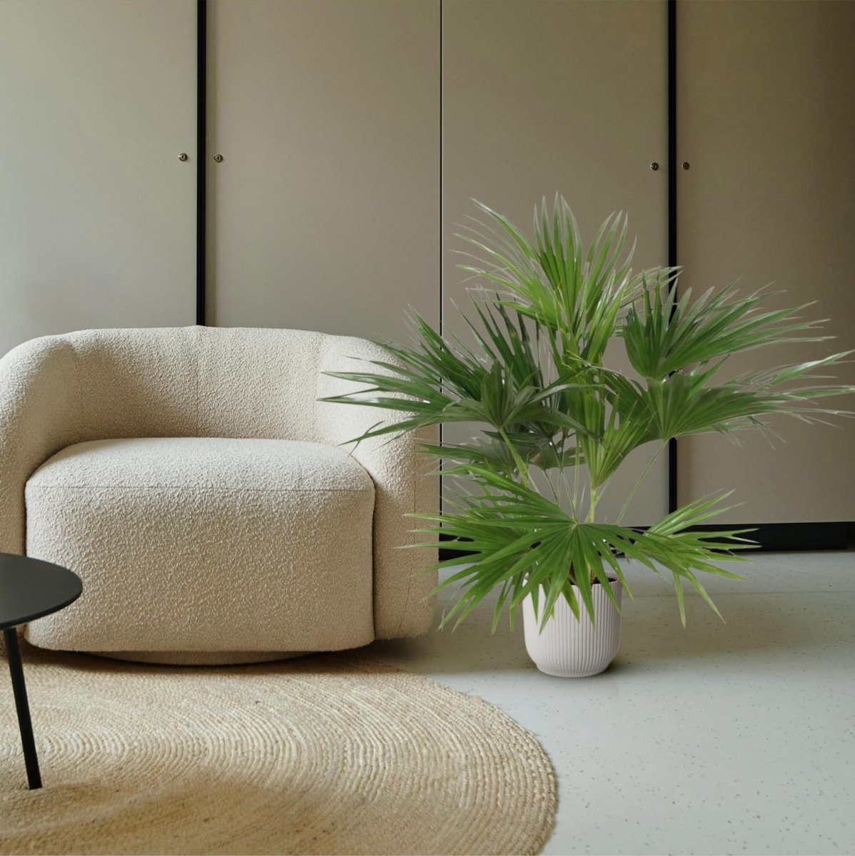 Livistona Chinensis 3 - LushLeaf | Online planten bestellen