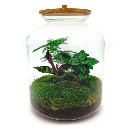Lukas | DIY terrarium 1 - LushLeaf | Online planten bestellen