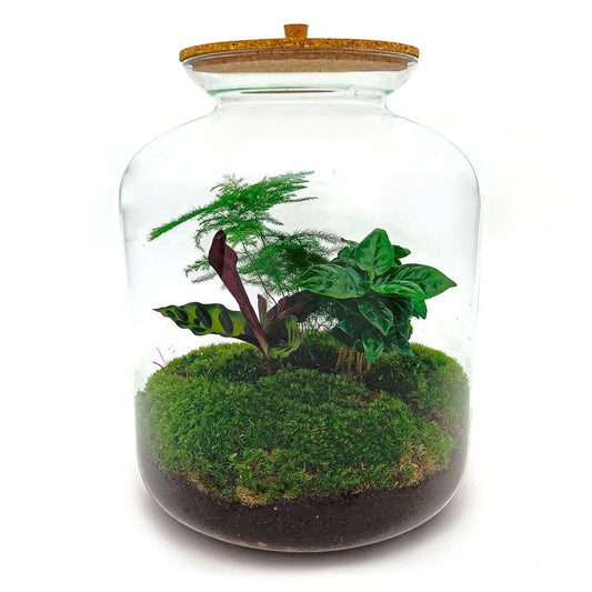 Lukas | DIY terrarium 1 - LushLeaf | Online planten bestellen