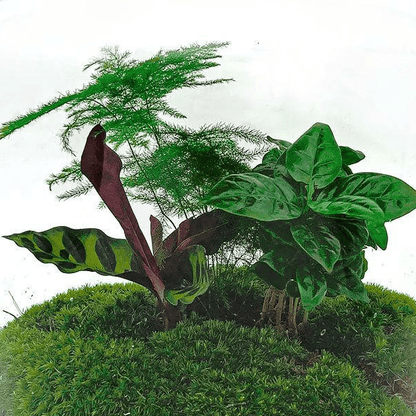Lukas | DIY terrarium 2 - LushLeaf | Online planten bestellen