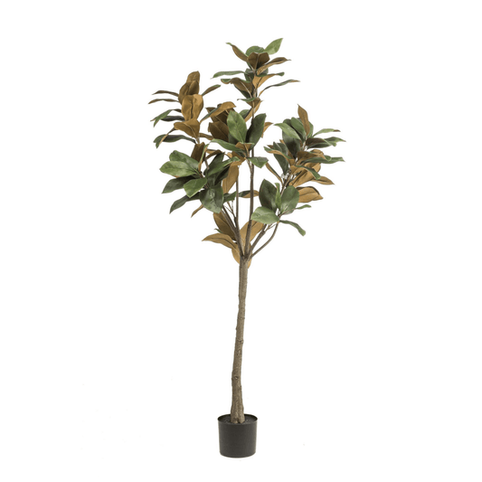 Magnolia Grandiflora | Kunstplant 1 - LushLeaf | Online planten bestellen