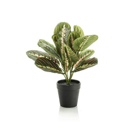 Marantha Fascinator - gebodenplant | Kunstplant 1 - LushLeaf | Online planten bestellen