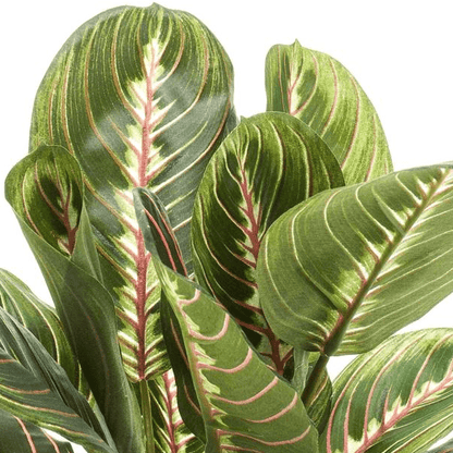 Marantha Fascinator - gebodenplant | Kunstplant 2 - LushLeaf | Online planten bestellen
