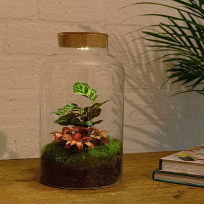 Milky Calathea met LED lamp | DIY terrarium 3 - LushLeaf | Online planten bestellen