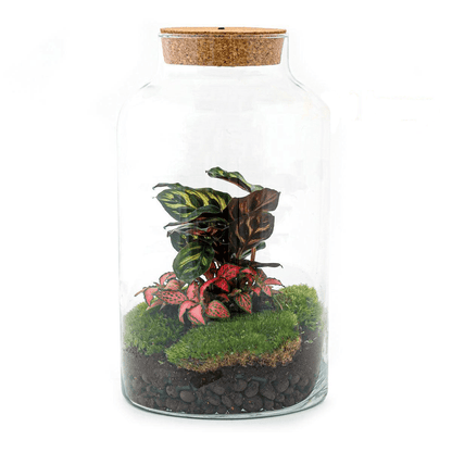 Milky Calathea met LED lamp | DIY terrarium 1 - LushLeaf | Online planten bestellen