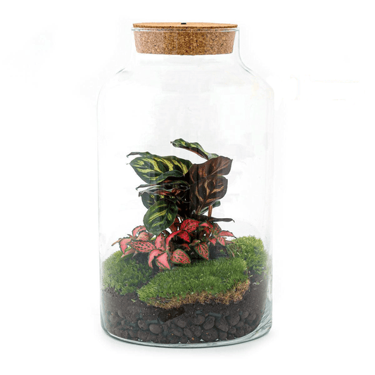 Milky Calathea met LED lamp | DIY terrarium 1 - LushLeaf | Online planten bestellen