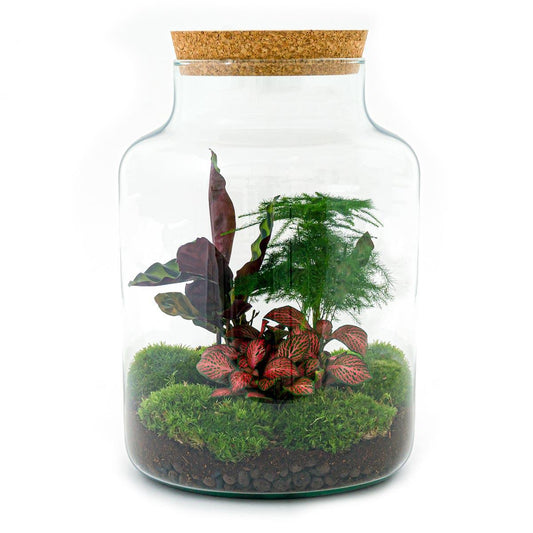 Milky | DIY terrarium 1 - LushLeaf | Online planten bestellen