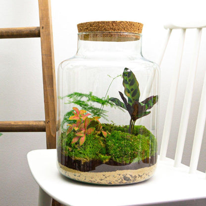 Milky | DIY terrarium 4 - LushLeaf | Online planten bestellen