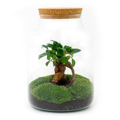 Milky met bonsai | DIY terrarium 1 - LushLeaf | Online planten bestellen