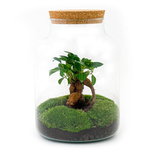 Milky met bonsai | DIY terrarium 1 - LushLeaf | Online planten bestellen