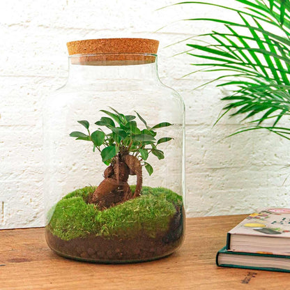 Milky met bonsai | DIY terrarium 3 - LushLeaf | Online planten bestellen
