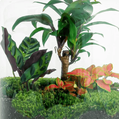 Milky Palm | DIY terrarium 3 - LushLeaf | Online planten bestellen