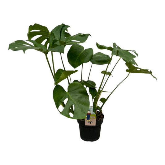 Monstera Deliciosa 1 - LushLeaf | Online planten bestellen