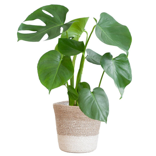 Monstera Deliciosa met pot 1 - LushLeaf | Online planten bestellen
