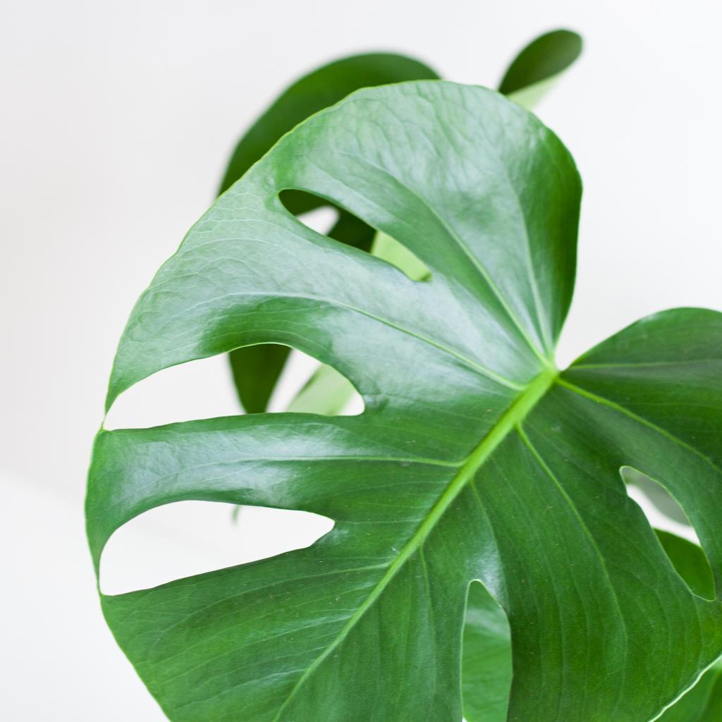 Monstera Deliciosa met pot 2 - LushLeaf | Online planten bestellen