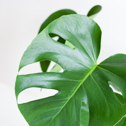 Monstera Deliciosa met pot 2 - LushLeaf | Online planten bestellen