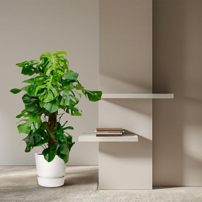 Monstera Deliciosa mosstok | XL 3 - LushLeaf | Online planten bestellen