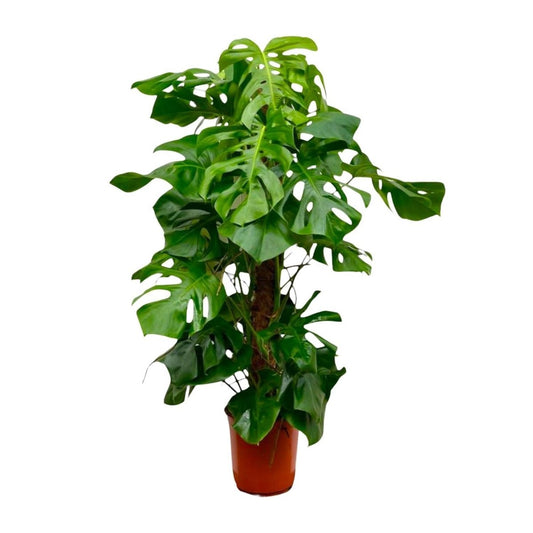 Monstera Deliciosa mosstok | XL 1 - LushLeaf | Online planten bestellen