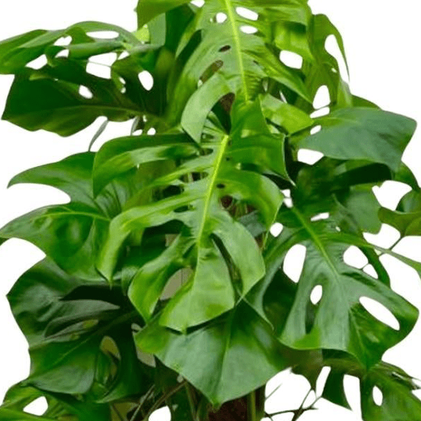 Monstera Deliciosa mosstok | XL 2 - LushLeaf | Online planten bestellen
