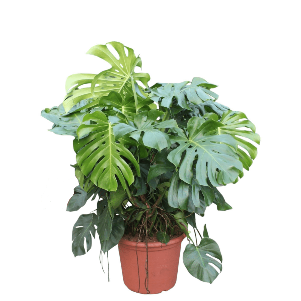 Monstera Deliciosa | XL 1 - LushLeaf | Online planten bestellen