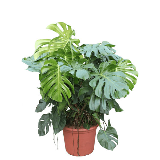 Monstera Deliciosa | XL 1 - LushLeaf | Online planten bestellen