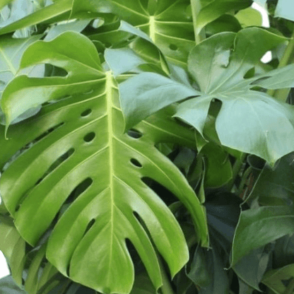 Monstera Deliciosa | XL 2 - LushLeaf | Online planten bestellen