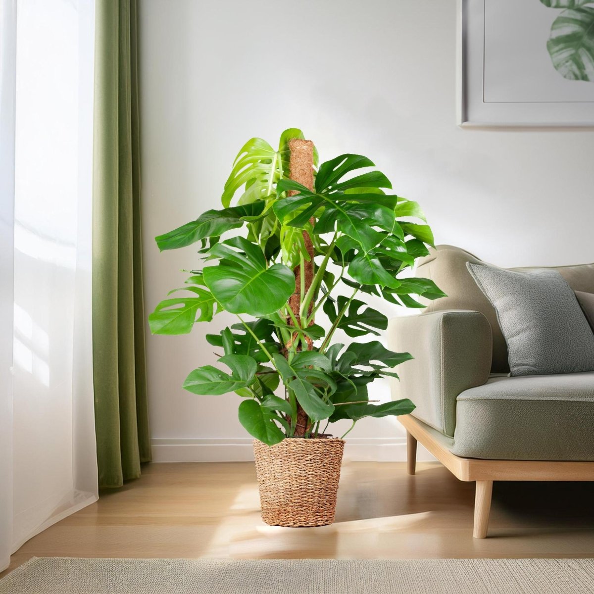 Monstera Deliciosa XL met Torun mand naturel 3 - LushLeaf | Online planten bestellen