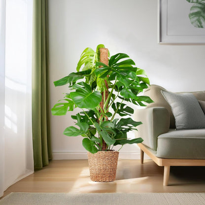 Monstera Deliciosa XL met Torun mand naturel 3 - LushLeaf | Online planten bestellen