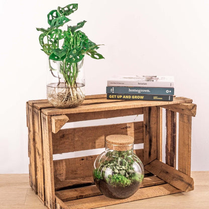 Monstera in vaas | DIY - pakket 4 - LushLeaf | Online planten bestellen