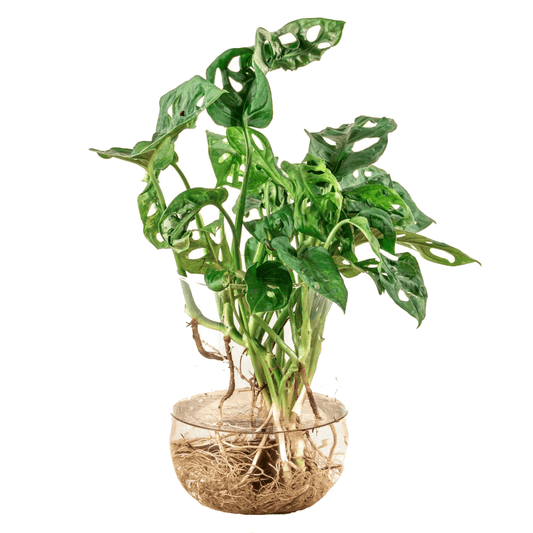 Monstera in vaas | DIY - pakket 1 - LushLeaf | Online planten bestellen