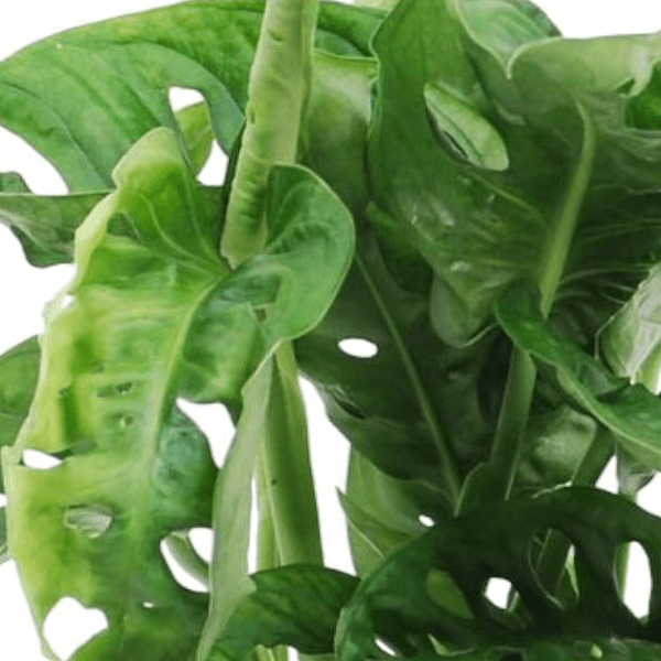 Monstera obliqua Monkey Leaf 2 - LushLeaf | Online planten bestellen