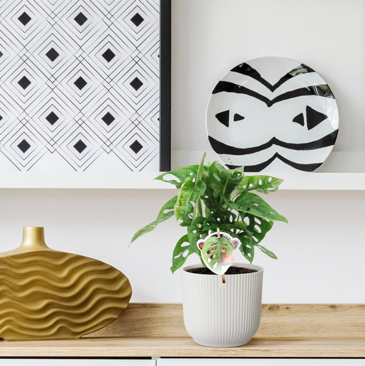 Monstera obliqua Monkey Leaf 3 - LushLeaf | Online planten bestellen