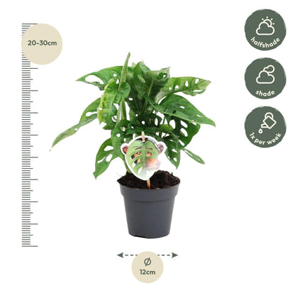 Monstera obliqua Monkey Leaf 4 - LushLeaf | Online planten bestellen