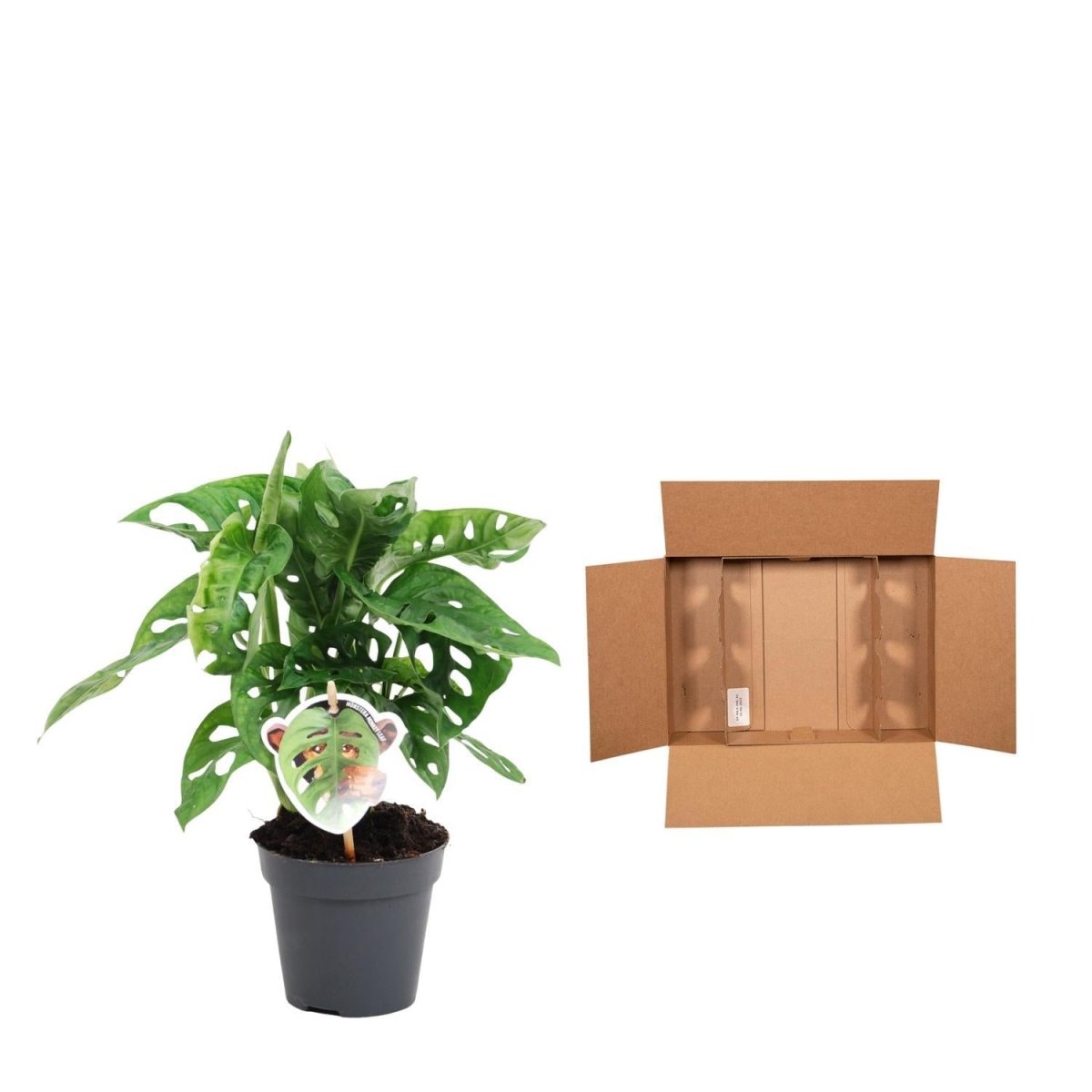 Monstera obliqua Monkey Leaf 5 - LushLeaf | Online planten bestellen