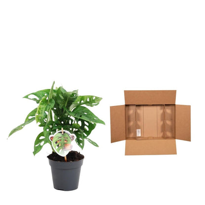 Monstera obliqua Monkey Leaf 5 - LushLeaf | Online planten bestellen