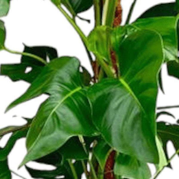 Monstera Pertusum 2 - LushLeaf | Online planten bestellen