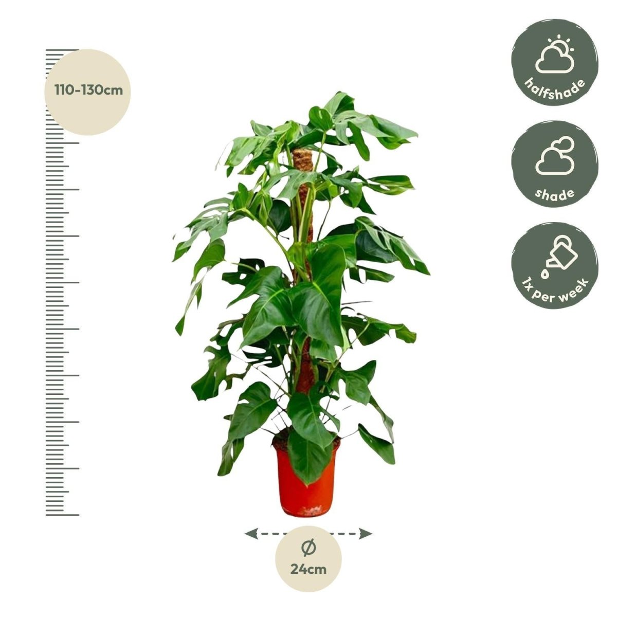 Monstera Pertusum 4 - LushLeaf | Online planten bestellen