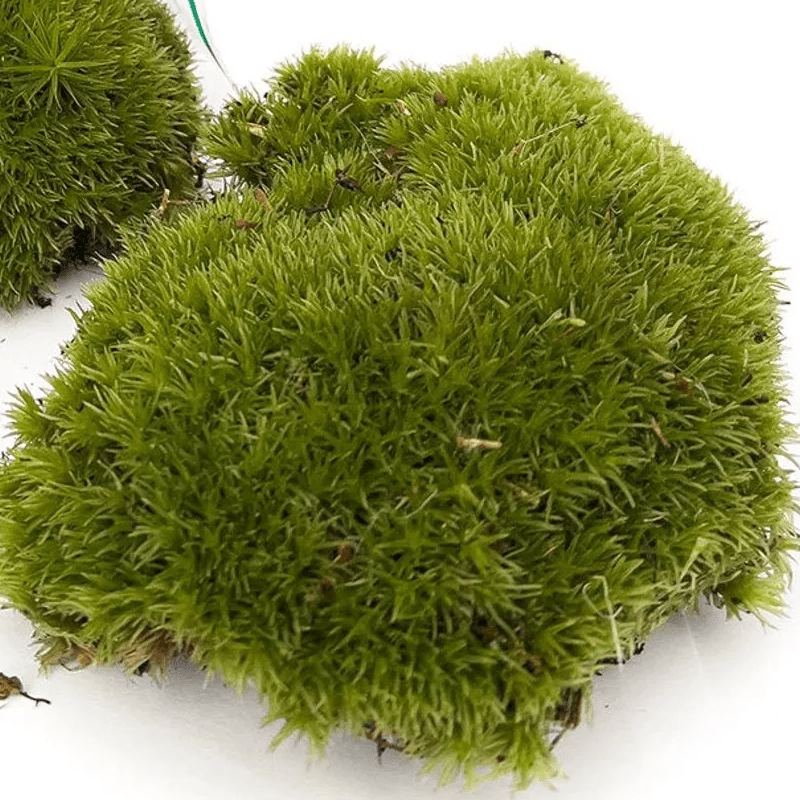 Mos | Terrarium plant 2 - LushLeaf | Online planten bestellen