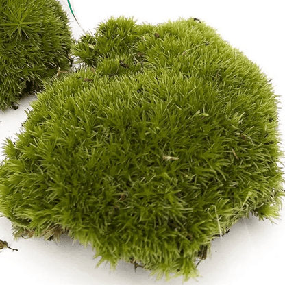 Mos | Terrarium plant 2 - LushLeaf | Online planten bestellen