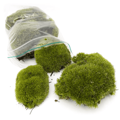 Mos | Terrarium plant 1 - LushLeaf | Online planten bestellen