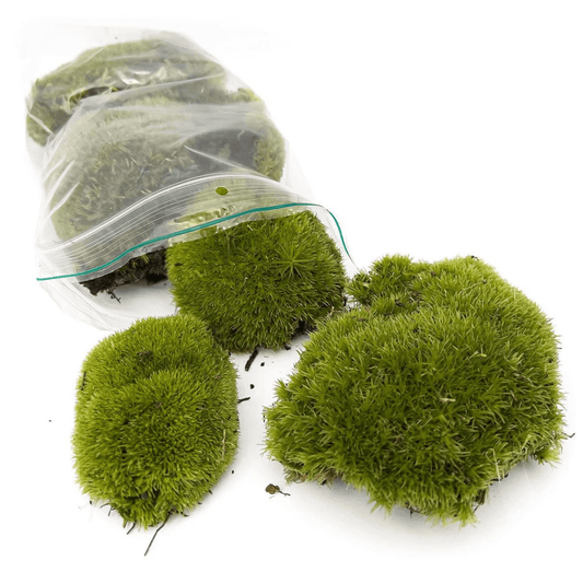Mos | Terrarium plant 1 - LushLeaf | Online planten bestellen