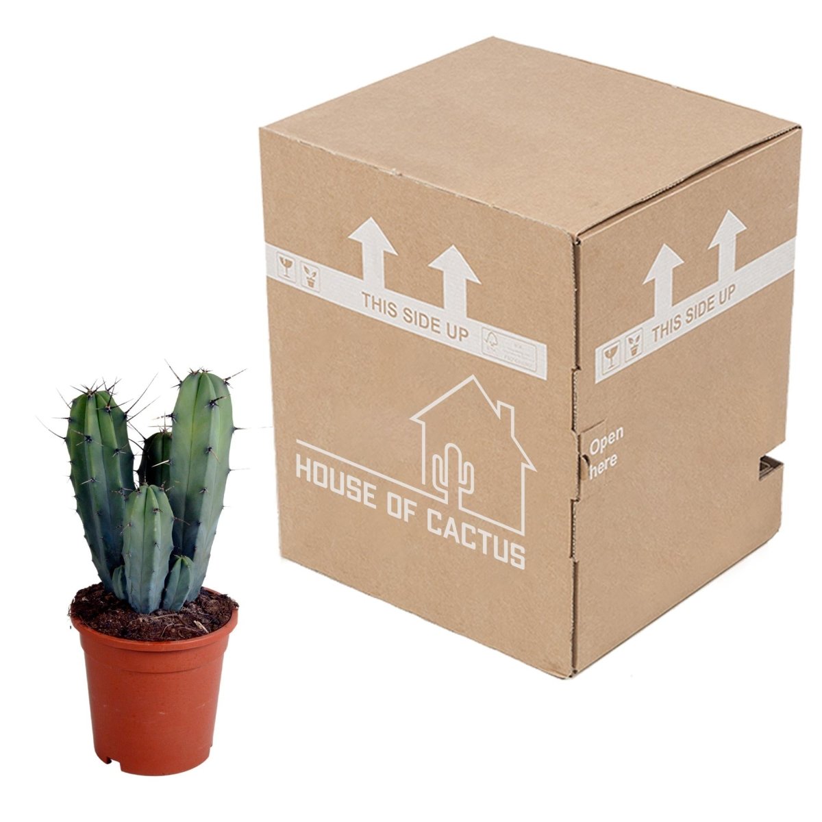 Myrtillocactus geometrizans 3 - LushLeaf | Online planten bestellen