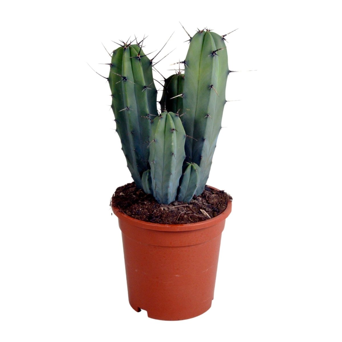 Myrtillocactus geometrizans 1 - LushLeaf | Online planten bestellen