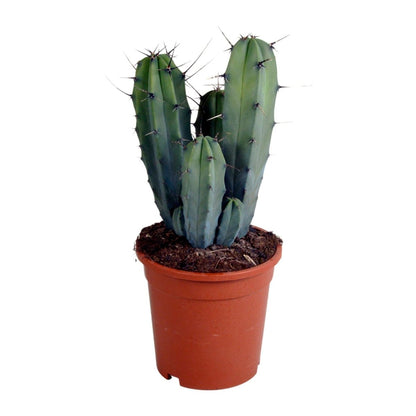 Myrtillocactus geometrizans 1 - LushLeaf | Online planten bestellen