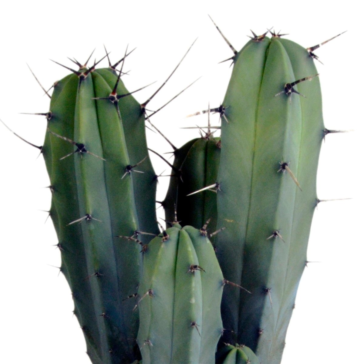 Myrtillocactus geometrizans 2 - LushLeaf | Online planten bestellen