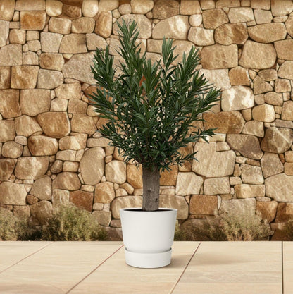Nerium Oleander Bonsai 3 - LushLeaf | Online planten bestellen